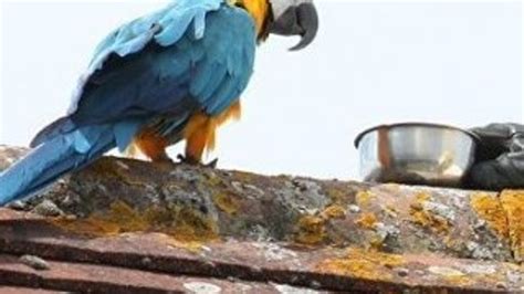 İ­n­a­t­ç­ı­ ­A­m­e­r­i­k­a­n­ ­p­a­p­a­ğ­a­n­ı­ ­i­t­f­a­i­y­e­c­i­l­e­r­e­ ­k­ü­f­r­e­t­t­i­